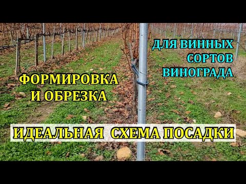 ИДЕАЛЬНАЯ СХЕМА ПОСАДКИ для винных сортов , ОБРЕЗКА, ФОРМИРОВКА   ДЛЯ ВИНОДЕЛИЯ