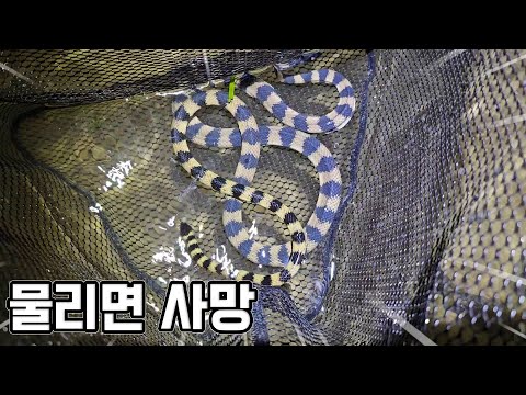 사고납니다...최강 맹독성 바다뱀을 먹겠다고 잡았는데...반전이네요ㄷㄷ