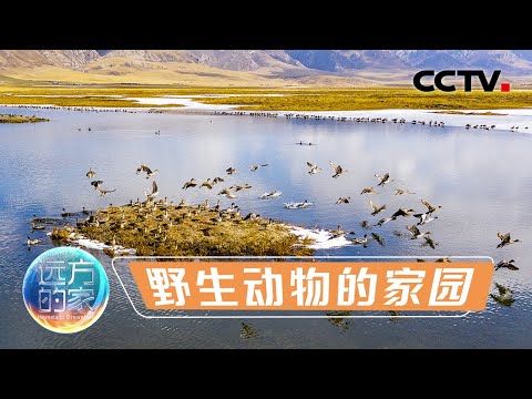 欢迎收听若尔盖动物调频 走进中国最美高寒湿地草原 探秘野生动物的家园 20211020 |《远方的家》CCTV中文国际