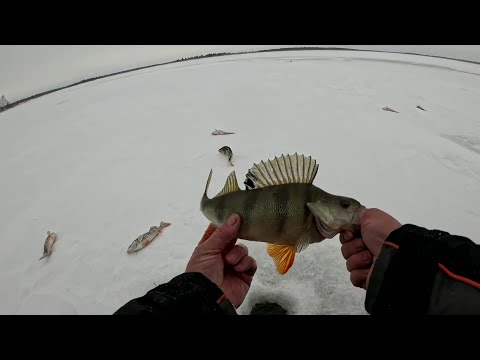 PERCH ELEVATOR in a TERRIBLE WIND. Smoking perch.