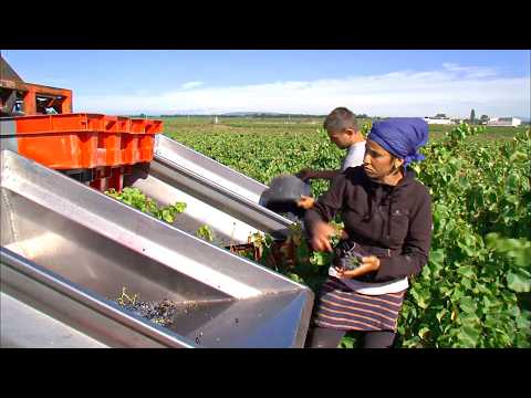 Southern Rhone Valley, Discovering the Greatest French Wines