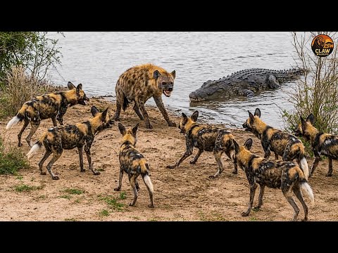 African Savanna – When Clever Wild Dogs Turn the Hunt Into a Deadly Trap | Wildlife Documentary