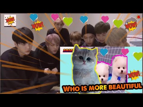 CẢM XÚC CỦA  BTS KHI XEM NHỮNG CHÚ MÈO DỄ THƯƠNG VÀ HÀI HƯỚC ♥️ ♥️ ♥️ ♥️ ♥️