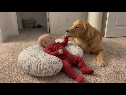 he Dog Kept Pinning The Baby's Arm Down. When The Doctor Saw Why, They Instantly Regretted It