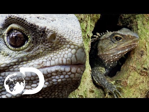 What On Earth Is A Tuatara? | Modern Dinosaurs