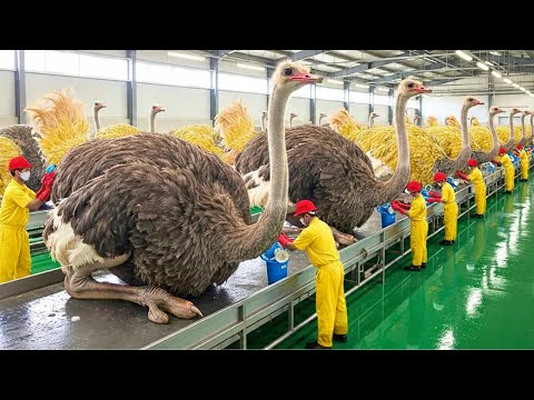Inside China’s Ostrich Farming Industry - How Millions of Ostriches Are Raised for Meat, Skin & Eggs