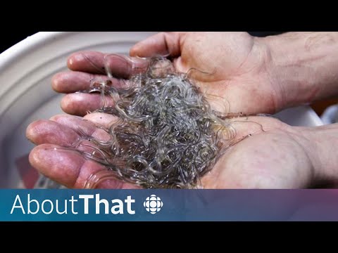 One of Canada's most lucrative fisheries shuts down | About That