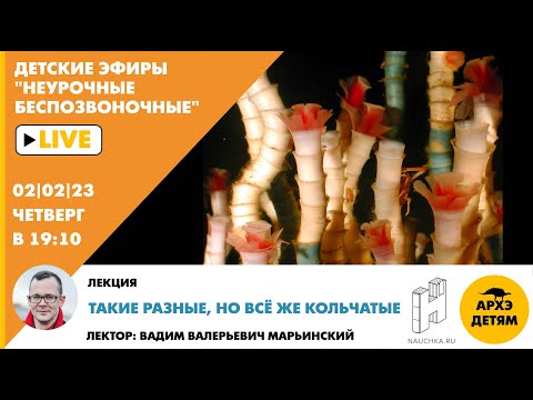 Детский эфир "Такие разные, но всё же кольчатые" курса "Неурочные беспозвоночные" Вадима Марьинского