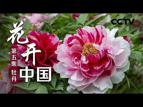 《花开中国》第五集 牡丹 | CCTV纪录