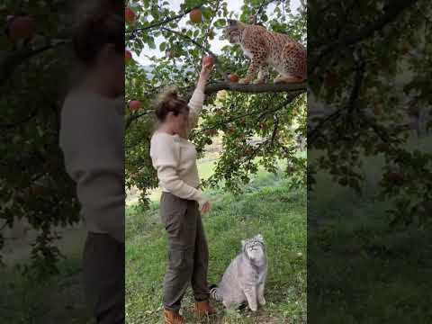 Manul protects me from the Lynx