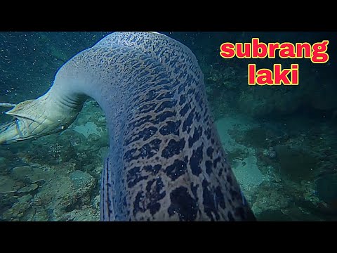 ep598 Dive2 subrang laki ng ahas dagat napana ng kasama ko