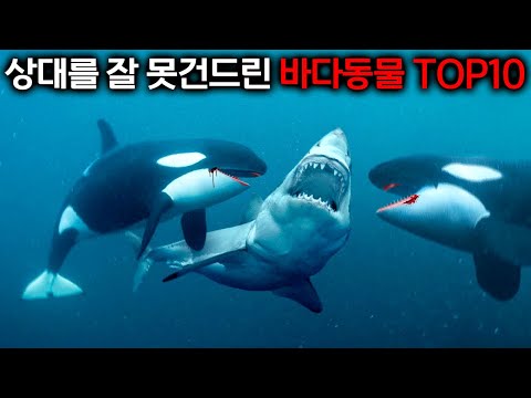 A collection of horrific endings for sea creatures who messed with the wrong person.