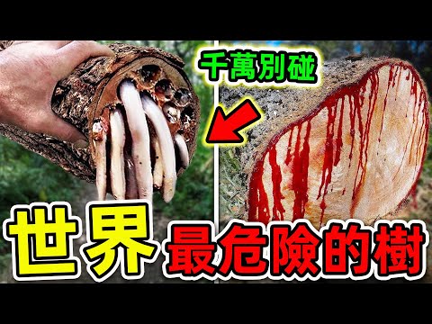 全世界最危險的10種樹！每年數十萬人因它喪命，第一名看見千萬別碰，否則後果自負。|#世界之最top #世界之最 #出類拔萃 #腦洞大開 #top10 #最危險的樹