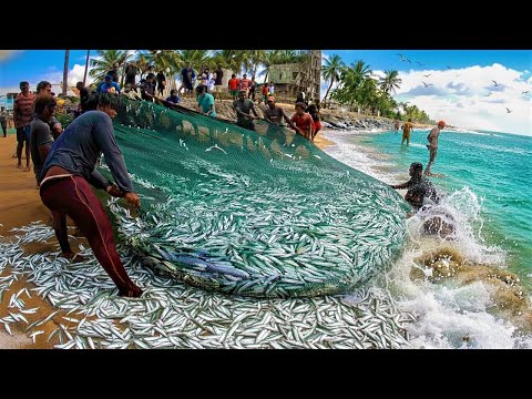 ටොන් 6 ක හුරුල්ලන් මඩිය | අවුරුද්දකට එකවතාවයි | මඩි 12 ක් ගොඩ ඇද්දා |@wishwatiyubaya🎏️️🙄🦈