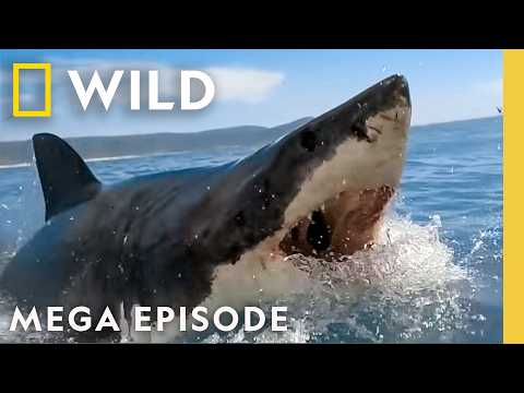 When Sharks Attack...and Why: Global Encounters | MEGA EPISODE | Nat Geo Animals