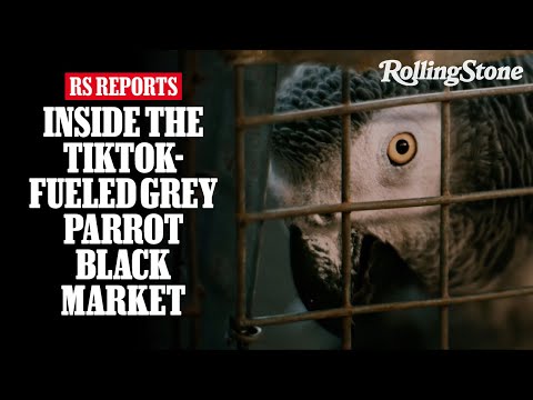 Rolling Stone Shorts: TikTok's Talking Parrot Obsession Is Fueling a Global Black Market