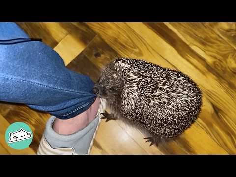 Woman Saves A Baby Hedgehog. She Refuses To Leave | Cuddle Buddies