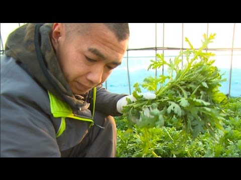 《我住在这里的理由》61 官二代东北小伙为什么跑去日本种地？