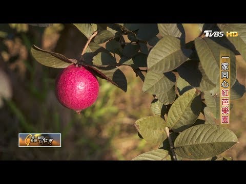 一家同心紅芭樂園 一步一腳印 20181216