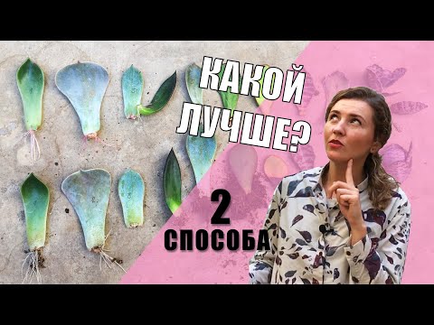 РАЗМНОЖЕНИЕ СУККУЛЕНТОВ листом. Проверяю два способа.