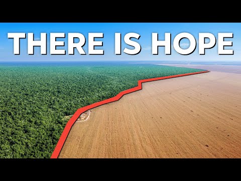 Can We Save the Amazon Rainforest?