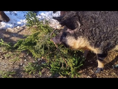 Late winter turning spring off grid in Norway. Homestead Diary