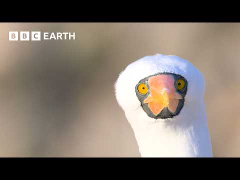 1 Hour of Bird Watching in 4K UHD | BBC Earth