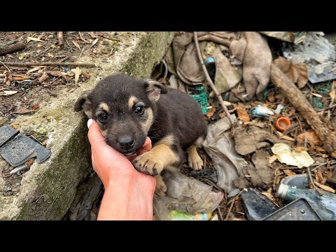 Watch Emotional Moment Stray Puppy from Trash Realises He’s Being Rescued