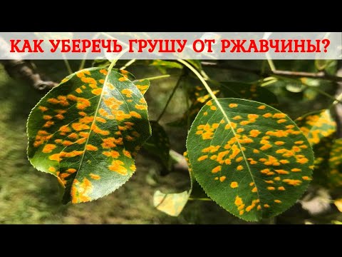 Ржавчина груши. Защита и профилактика