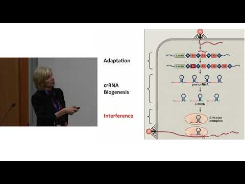 Jennifer Doudna: CRISPR Basics