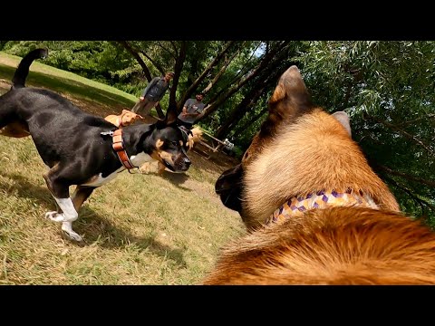 Dominant Pit Bull Mix ATTACKS Belgian Malinois At The Dog Park!