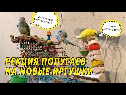 РЕАКЦИЯ МОИХ ПОПУГАЕВ НА НОВЫЕ ИГРУШКИ | ПОКУПКИ ДЛЯ ПОПУГАЕВ