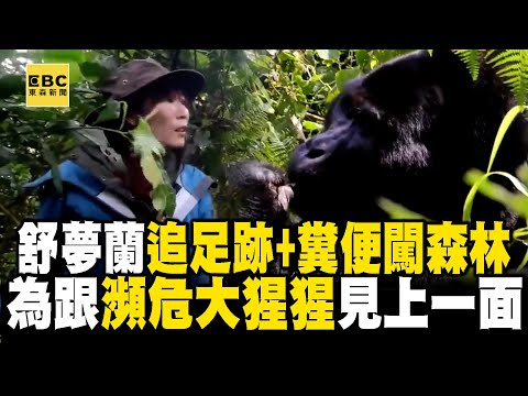 【精選】聚焦團隊翻越森林「求見到大猩猩一面」！跟著足跡＋糞便「200KG溫柔的巨人」就在眼前　@EARTHFOCUS_EBC ｜舒夢蘭