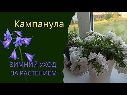 Кампанула зимой / Зимний уход за кампанулой в домашних условиях