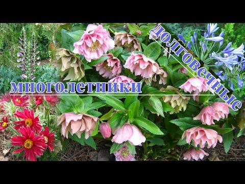 Долговечные многолетники: посадил, и минимум 10 лет можно не обновлять.