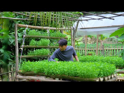 Planting and harvesting vegetables using a unique method| Growing vegetables in the air. Trieu Lam