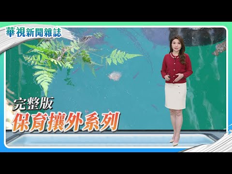 【保育攘外系列】魚虎末日來臨？｜餐桌保育行動｜移「蜍」計畫｜主持人 林仙怡｜華視新聞雜誌完整版 EP2450 2025.3.8