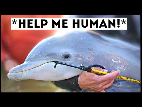 Dolphins That Asked People for Help & Kindness