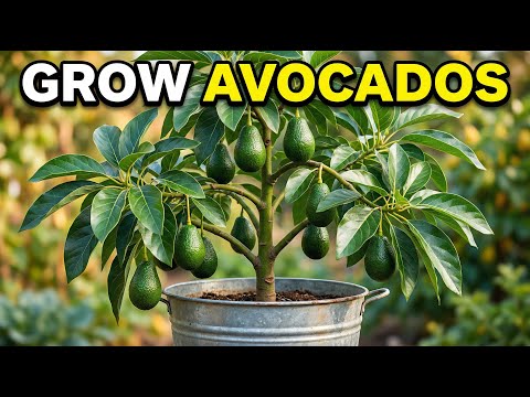 The ONLY Way to Grow Avocados That Actually Works (Stop Wasting Seeds!)