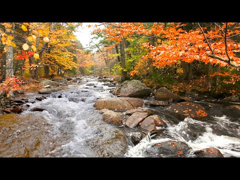 4K Autumn Forest River Sound | Pure Flowing Water, No Birds | White Noise for Sleep & Stress Relief.