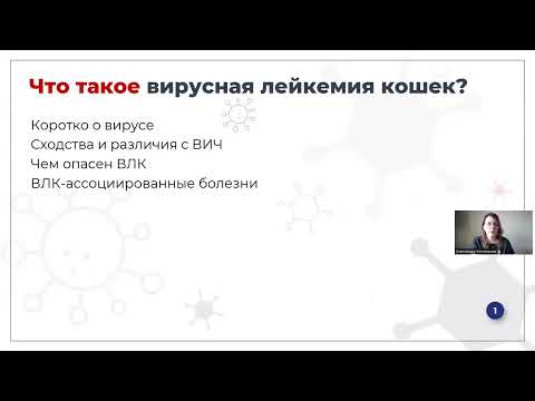 Вебинар вирусная лейкемия кошек (вирусный лейкоз кошек)