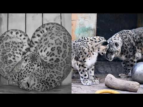 雪豹大虎與凌霜互相救贖的愛情故事來啦～我不允許有人沒看過！