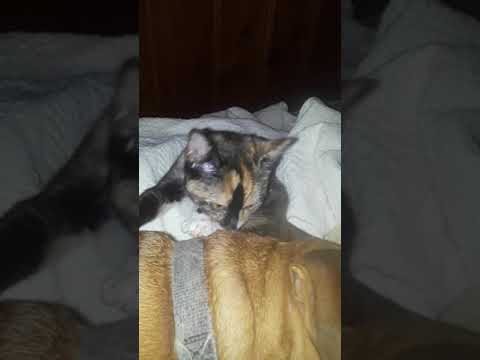 Matilda "The kitten" spoiling Stretchy (her brother)                  #shorts