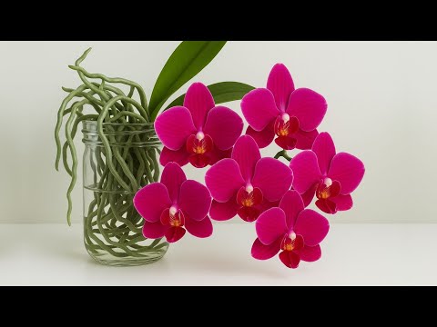 The Secret to Orchids That Bloom All Year Without Watering