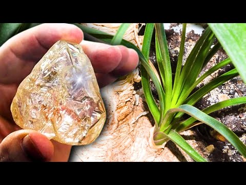 This Plant Grows Where Diamonds Are Found – Few People Know This!