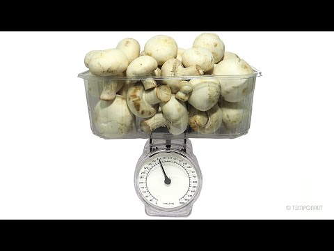 Champignon Mushrooms on Scale Timelapse