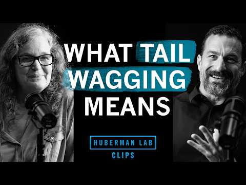 How to Read Your Dog's Emotions | Dr. Karolina Westlund & Dr. Andrew Huberman