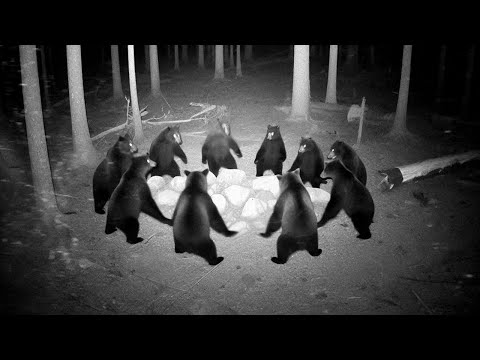 СЛУЧАИ С ЖИВОТНЫМИ ОДИН НА МИЛЛИОН