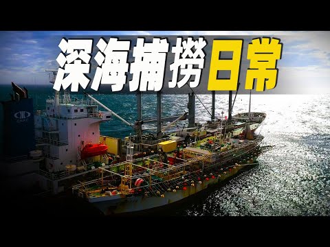 令人驚嘆的深海捕撈日常，全世界最大的捕魷船如何捕捉魷魚？格陵蘭最大的捕蝦船如何捕捉北極蝦 #大脑洞记事