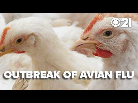 'Highly pathogenic' strain of bird flu affects more than 2 million in central PA flocks